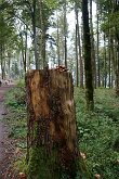 Twannbachschlucht(7)