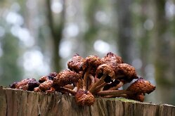 Twannbachschlucht(8)