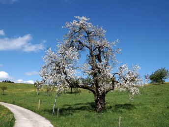 Menzingen - Sihlwald Organisation: Ueli Spillmann & Ruth Lorenzen