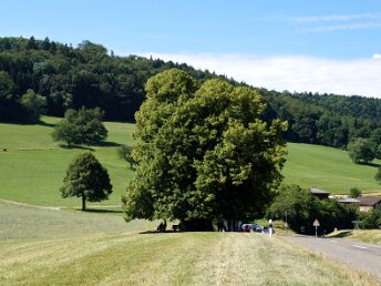 Linner Linde Wanderung Organisation: Ueli Spillmann & Ruth Lorenzen