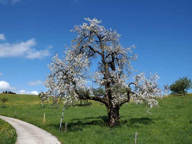 Menzingen - Sihlwald Organisation: Ueli Spillmann & Ruth Lorenzen