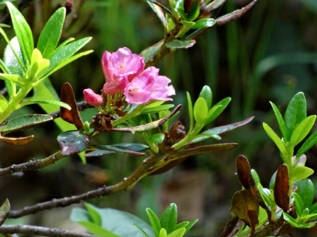 Alpenrosen Wanderung Fotograf: Rolf Knecht