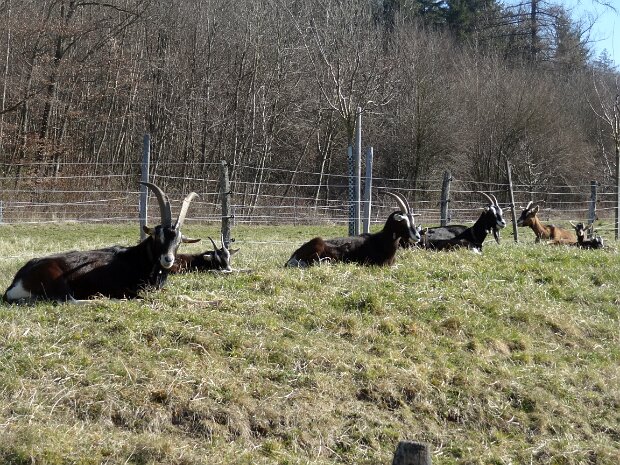 Tagestour Chestenberg Othmarsingen-Wildegg Tourenleiter: Jörg Wochele