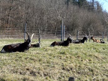Tagestour Chestenberg Othmarsingen-Wildegg Tourenleiter: Jörg Wochele