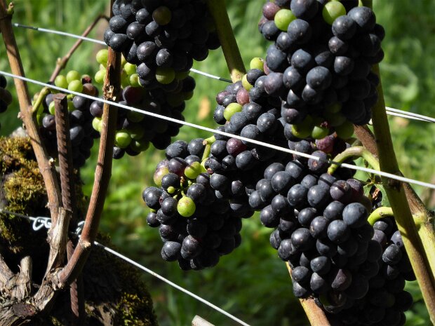 Weinwanderung Bözen Fricktal Tourenleiter: Martin Leder