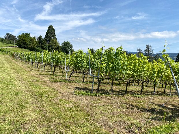 Wanderung Halbinsel Au mit Weinbau-Museum Tourenleiter: Jörg Wochele
