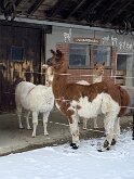 14 IMG_2753