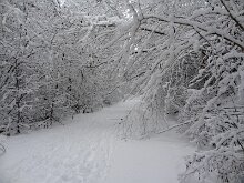 7 DSC07451