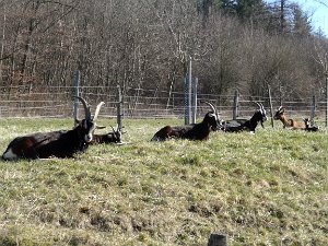 Tagestour Chestenberg Othmarsingen-Wildegg